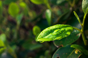 Blatt mit Wassertropfen