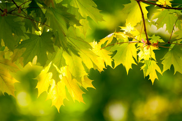 Naklejka na ściany i meble yellow maple leaves