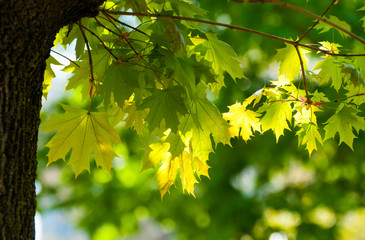 Maple leaves close up on a Sunny day