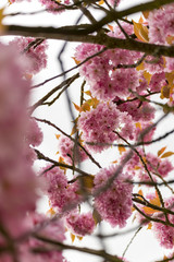 pink cherry blossoms