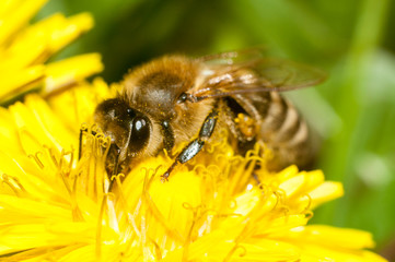 bee on flower