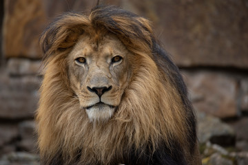Male lion in Botswana