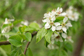 Springtime White pear Tree Flowers