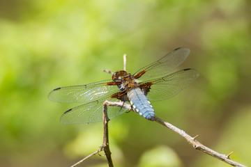 Close up of a broad bodied chaser dragonfly, Libellula depressa or Plattbauch