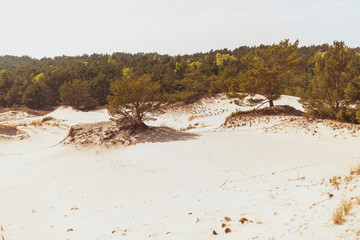 crocodile on the beach