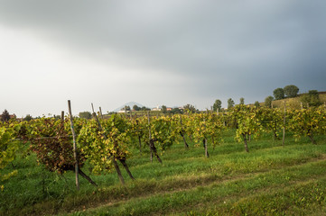 Fototapeta premium Vineyards in north italy after a storm in the italian Euganean Hills, Padova - Veneto