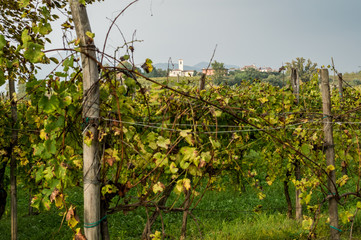 Vineyards in north italy after a storm
in the italian Euganean Hills, Padova - Veneto