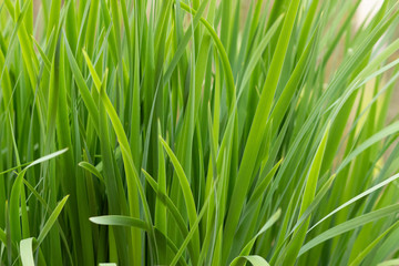 Background of blooming hemerocallis fulva grass close-up. Dew drops on the grass hemerocallis fulva