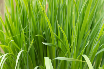 Background of blooming hemerocallis fulva grass close-up. Dew drops on the grass hemerocallis fulva