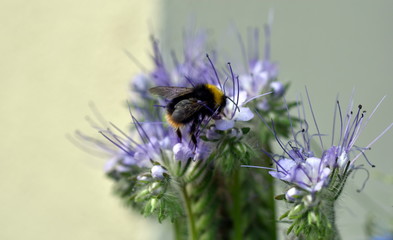 Hummel auf einem blühenden Bienenfreund