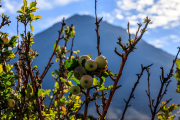 Apple orchard in the caldera of the Fogo vulcano, Fogo island, Cape Verde