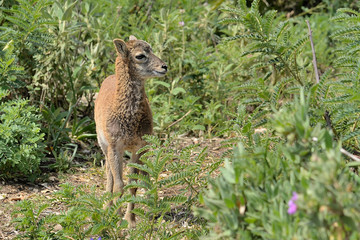 muflon joven en el monte (Ovis aries musimon) en la sierra de Ojén Málaga