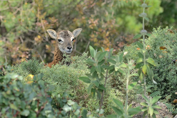 muflon joven en el monte (Ovis aries musimon) en la sierra de Ojén Málaga 