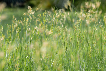Beautiful grass flowers in nature background.Nut grass flower in the morning.(Cyperus rotundus)