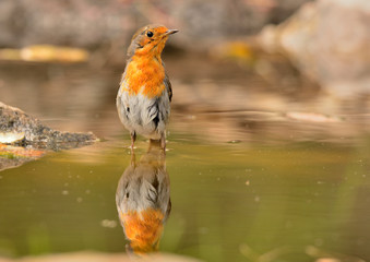 petirrojo bañándose en el estanque en Ojén Málaga   (Erithacus rubecula) 