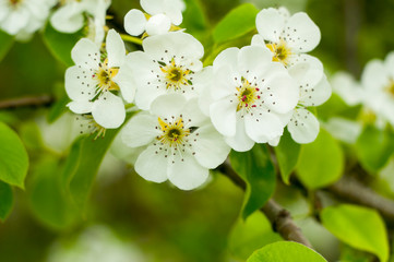 apple tree flowers