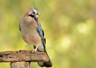 arrendajo posado en una rama en Marbella España (Garrulus glandarius)