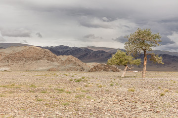 Green oasis sprouting from rocky soil of Altai Mountains Mongolia