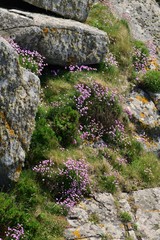 Sea Thrift, Jersey, U.K. Natural steep rockery of Spring wildflowers.