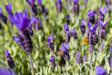 Fototapeta premium Lavendelfarm Wanaka