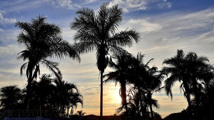 Fototapeta na wymiar palm trees at sunset
