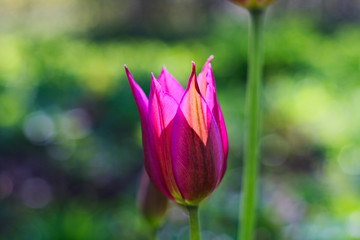 Fototapeta premium purple crocus flower