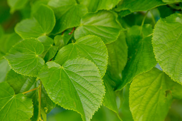 Naklejka na ściany i meble Green young leaves of hazelnut. Close-up.