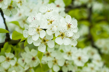 White flowers of a fruit tree