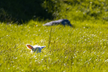 Baby Schaf in Neuseeland
