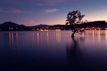 That Wanaka Tree