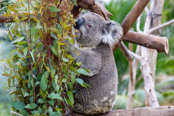 Koala (Phascolarctos cinereus)