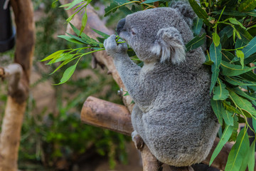 Fototapeta premium Koala (Phascolarctos cinereus)