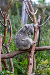 Koala (Phascolarctos cinereus)