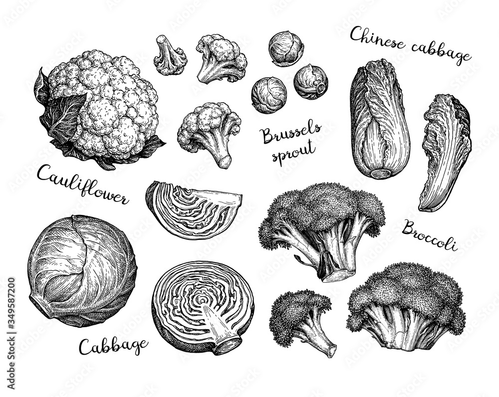 Canvas Prints big collection of cabbage.