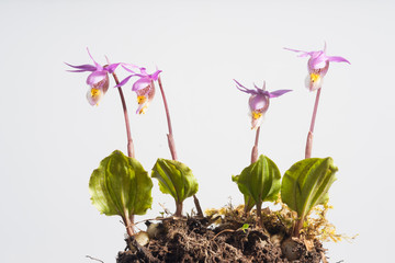 Four Isolated Fairy Slippers on White