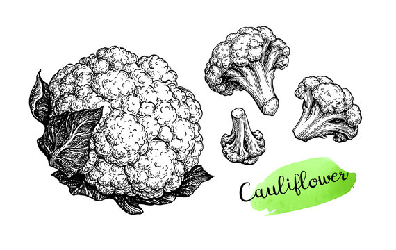 Ink sketch of cauliflower.