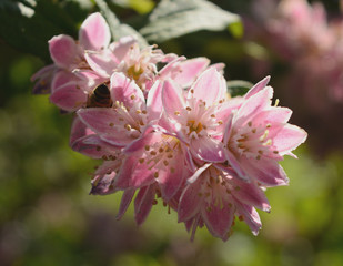 Obraz premium FLEUR DE GROSEILLIER