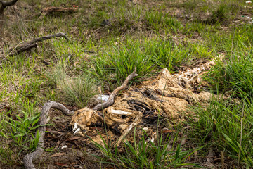 Fototapeta na wymiar A dead kangaroo lying next to the road in New South Wales, Australia.