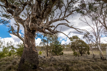Fototapeta na wymiar Beautiful trees in the Kosciuszko National Park in New South Wales, Australia at a cloudy day in summer.