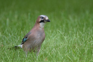 The Eurasian jay (Garrulus glandarius) is a corvid species of bird occurring over a vast region in Western Europe and Asia