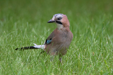The Eurasian jay (Garrulus glandarius) is a corvid species of bird occurring over a vast region in Western Europe and Asia