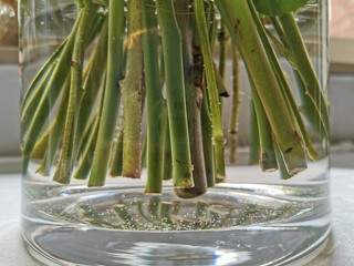 Blumenstiele in Wasser in der Glasvase, Stengel, Blumenstengel, Blumenstiel, Floristik