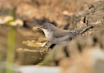 curruca cabecinegra hembra en el estanque en Marbella Málaga  (Sylvia melanocephala)