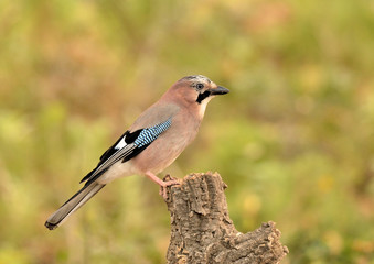 arrendajo posado en un tronco en Marbella España (Garrulus glandarius)