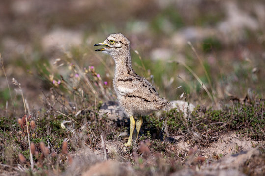 Eurasian stone curlew young (Burhinus oedicnemus) walks on a beautiful background.