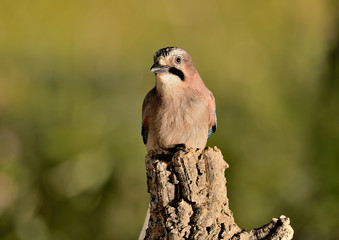 arrendajo en un tronco en Marbella España (Garrulus glandarius)