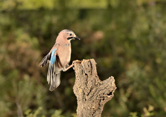 arrendajo posado en un tronco en Marbella España (Garrulus glandarius)