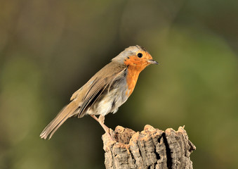 petirrojo posado en un tronco en Ojén Málaga   (Erithacus rubecula) 