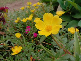 small tropical yellow flowers