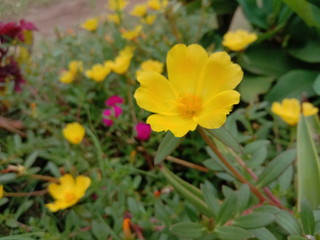 small tropical yellow flowers